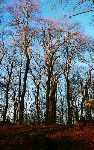 portawestfalica sunlight sonnenlicht frühmorgens earlyinthemorning bäume trees licht light sunrise sonnenaufgang natur nature wald wood panasonic lumixg9