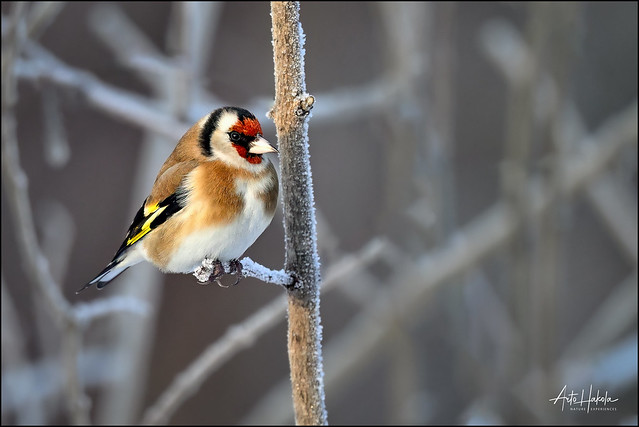 Goldfinch in cold winter