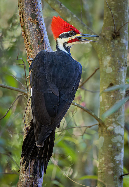 Pileated Woodpecker (Dryocopus pileatus), Green Cay Nature Preserve.