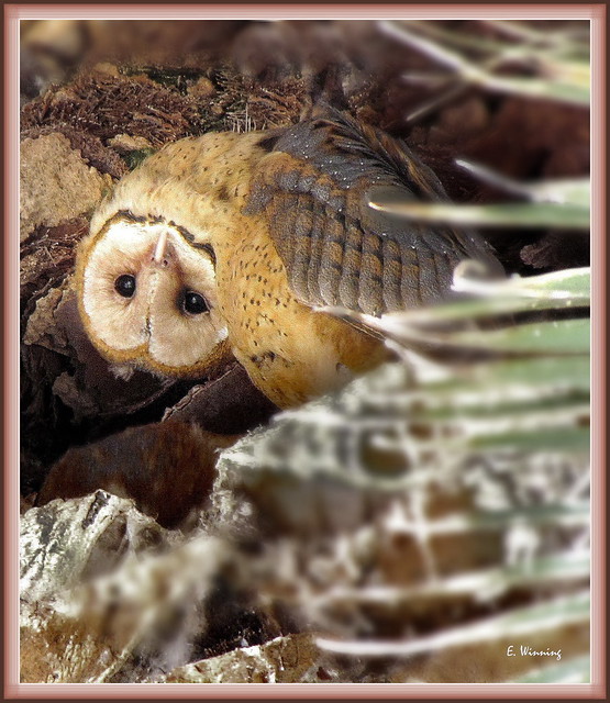 Barn Owl Chick 5081-10