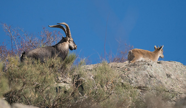 DSC01117 Steenbok (m&f), Iberian Ibex, Capra pyrenaica.