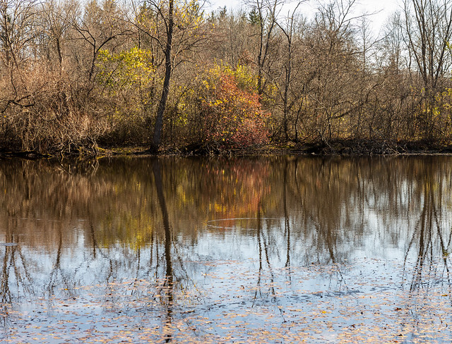 Late fall pondscape