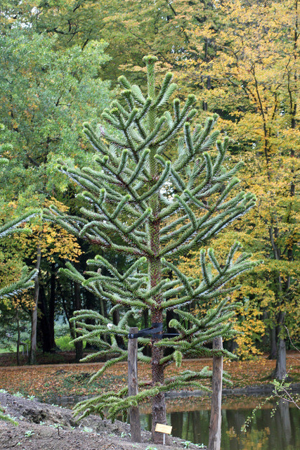 Araucaria araucana (Molina) K. Koch - Slangenden - Apenverdriet - BG Meise