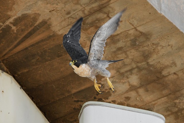 Peregrine Falcon (Falco peregrinus), Adelaide, Australia