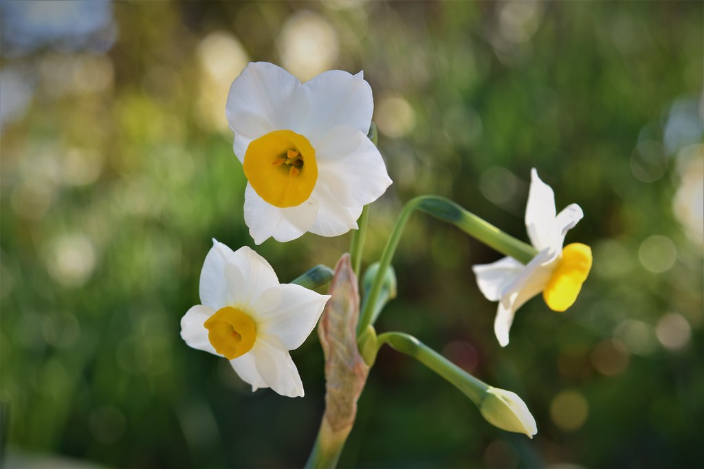 Bunch-flowered daffodil