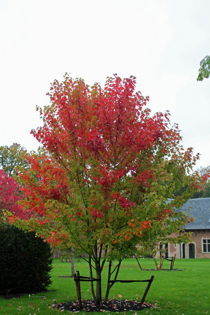 Acer × freemanii A. E. Murray 'Autumn Blaze' - BG Meise