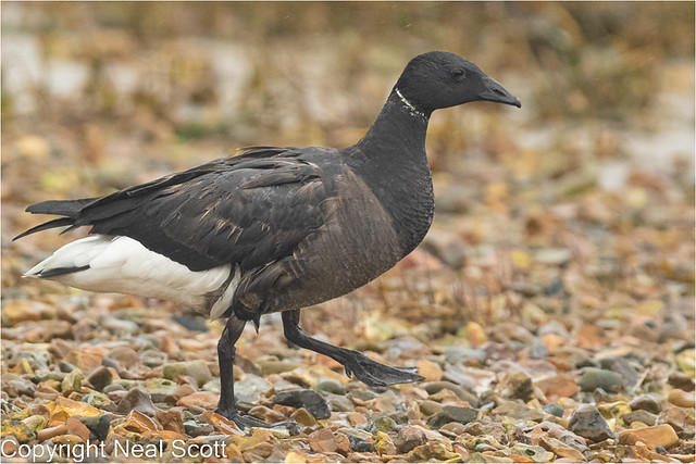 Goose-stepping Brent