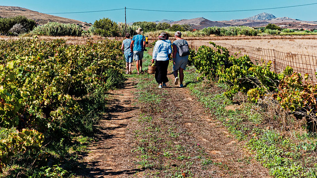 A Walk Around Evante Wines (Limnos -  Greece) (Kodak Ektar 100) ( Ricoh GR3X Compact)