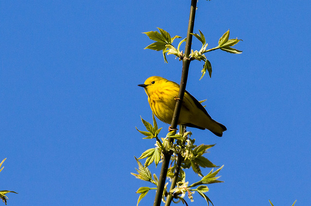 0P7A1396   Yellow Warbler, Canada