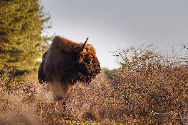 Wisent_C7A4502-2