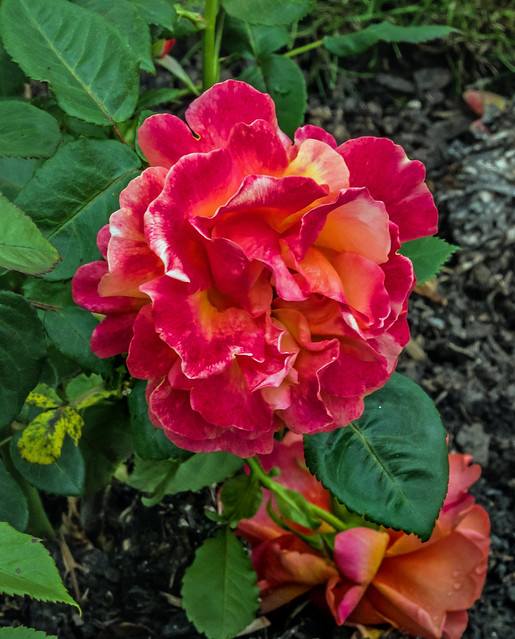 Easy Does It - rose - flowering in the National Botanic Gardens - Glasnevin (5 km NW of Dublin), Ireland