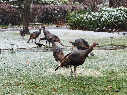 Turkeys in (sloppy) snow
