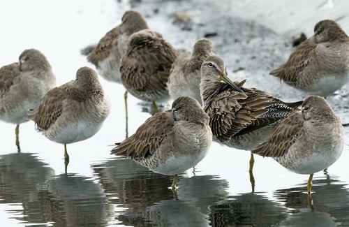 long-billed-dowitchers-goleta-water-district-photo-by-sue-flickr