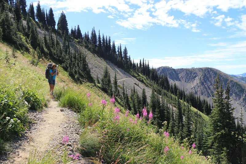 Pretty Fireweed plants as we continued south, traversing along the side of Three Fools Peak toward Woody Pass