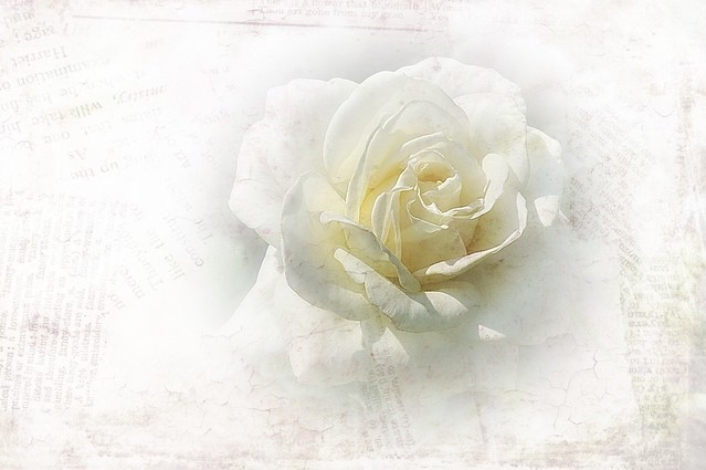 Vintage rose - Texture Time