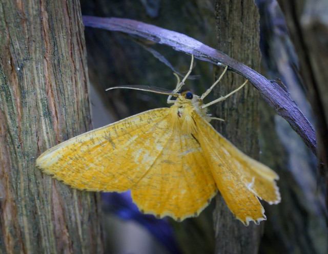 Orange moth