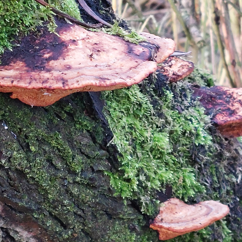 Blushing bracket fungus, Anglers Walk, Stratford on Avon