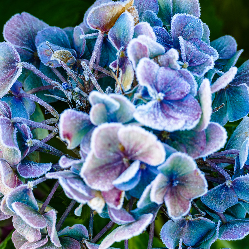 Hydrangea flowers, heavy frost