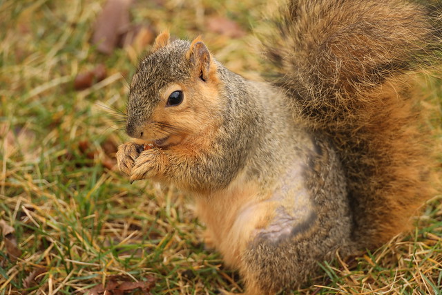 Fox Squirrels in Ann Arbor at the University of Michigan on January 6th, 2023