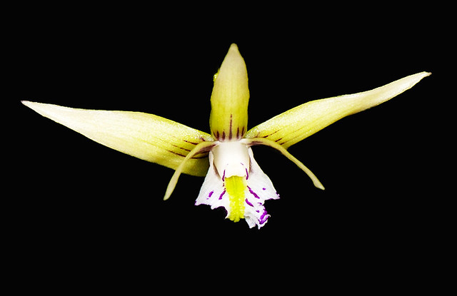 Dockrillia schoenina, Pencil Orchid