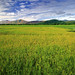 Pangasinan Rice Fields