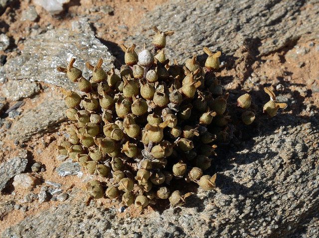 Meyerophytum meyeri - Port Noloth - Afrique du Sud