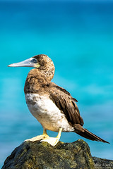 Brown-footed Booby