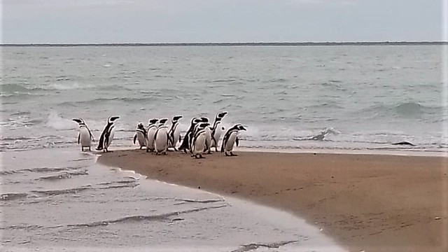 Isla  de los Pingüinos. Santa Cruz.Argentina