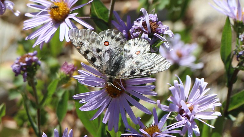 Close-up of a black and white butterfly with orange spots on a purple aster flower, from the PCT below Rock Pass