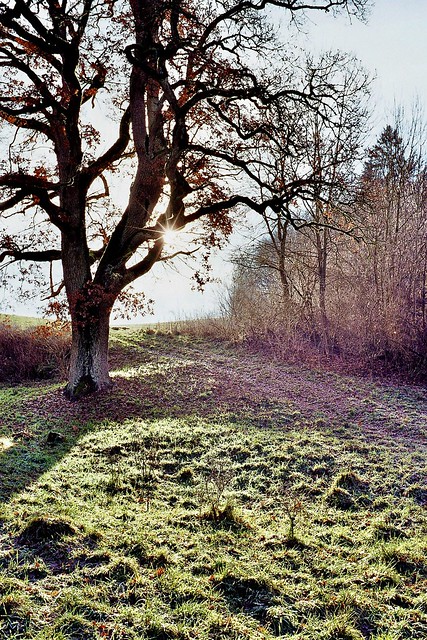Oak tree in early winter
