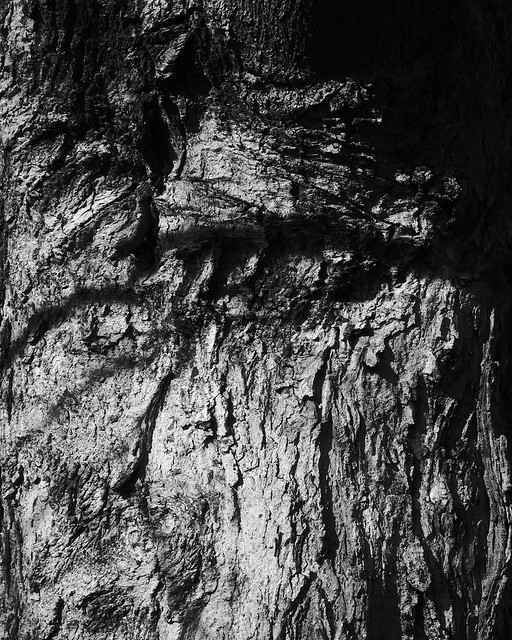 Treely Textures