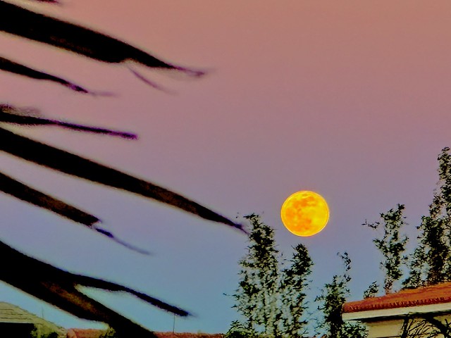 Gorgeous Golden Glowing Fabulous Florida Full Moon Manifests Magic Past Perfect Pastel Serenity Scene Sky - IMRAN™
