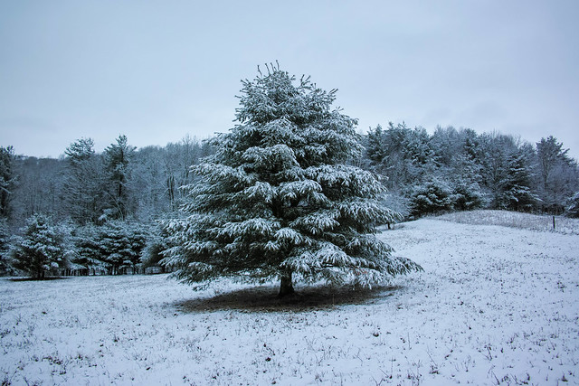 Pasture pine after a snow