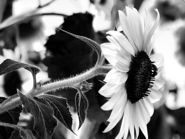 Black and white Sunflower with a bee