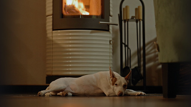 A nap by the fireplace (1)