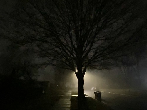 cityscape landscape scenery outdoors outside january winter night neighborhood tree street fog atmospheric haze