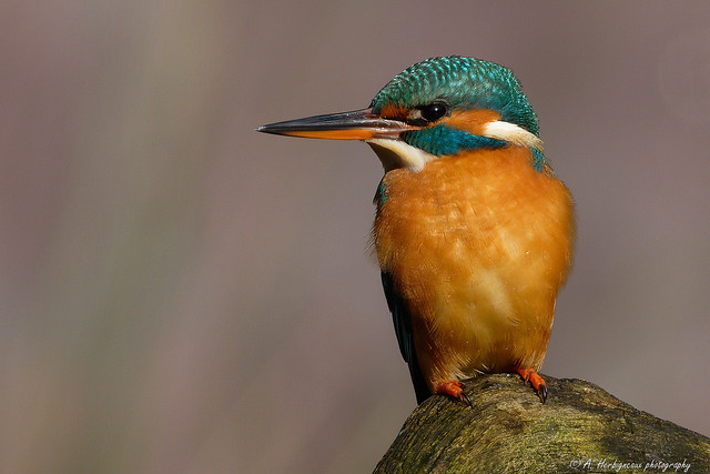 Martin-pêcheur (femelle), Kingfisher (female)