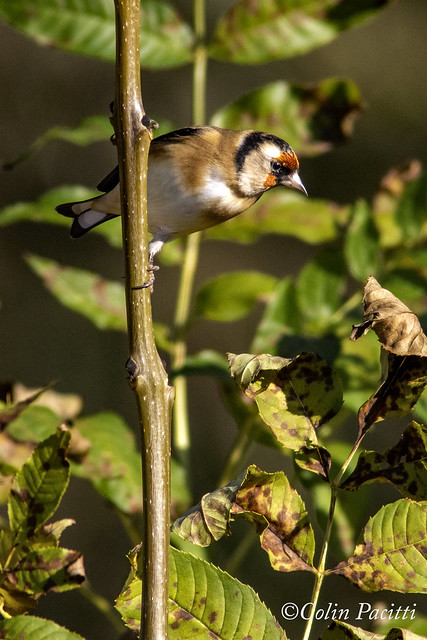 an inquisitive goldfinch