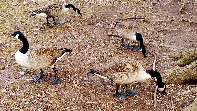 Geese at Rahway River Park
