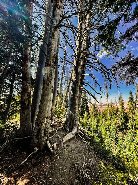 Photos from a side trip to Cedar Breaks National Monument on 9/24/21 during my visit to Cedar City, UT. I did a short hike on the Alpine Pond Loop Trail, but could feel the effects of being at 10,000 ft.