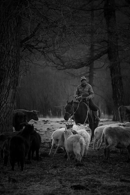 The nomad and his cattle (B&W)