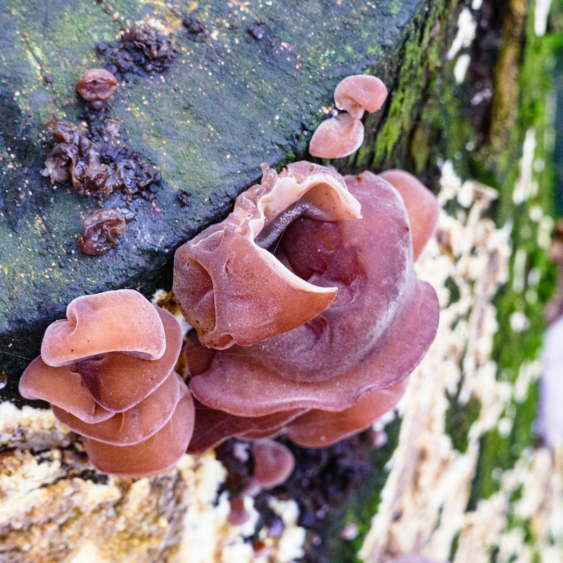 Frost-resistant fungi, ear fungus