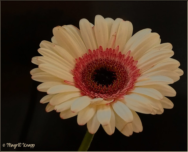 Zum Wochenbeginn einen Blumengruß - A floral greeting at the beginning of the week