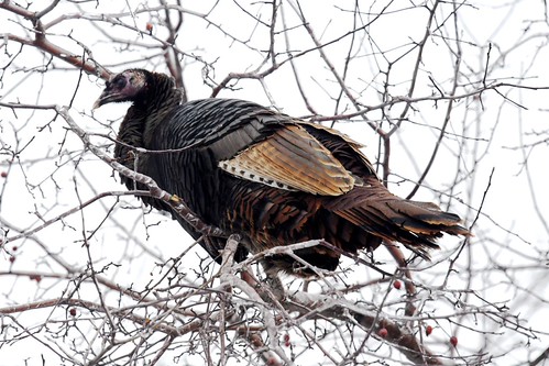 Wild turkey | by Marty Swindells