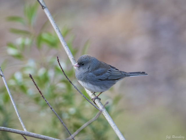 A Dark-eyed Junco Enjoys A Dry But Chilly Morning In Great Falls, Virginia