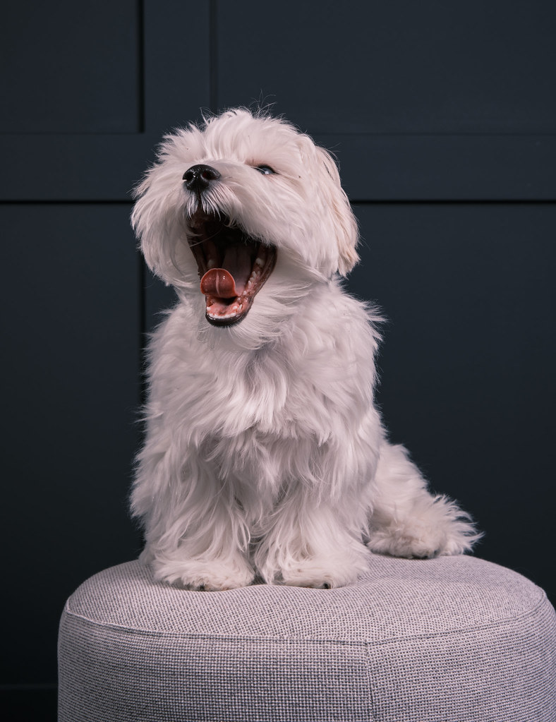 Yoshi Maltese Dog Yawning Portrait