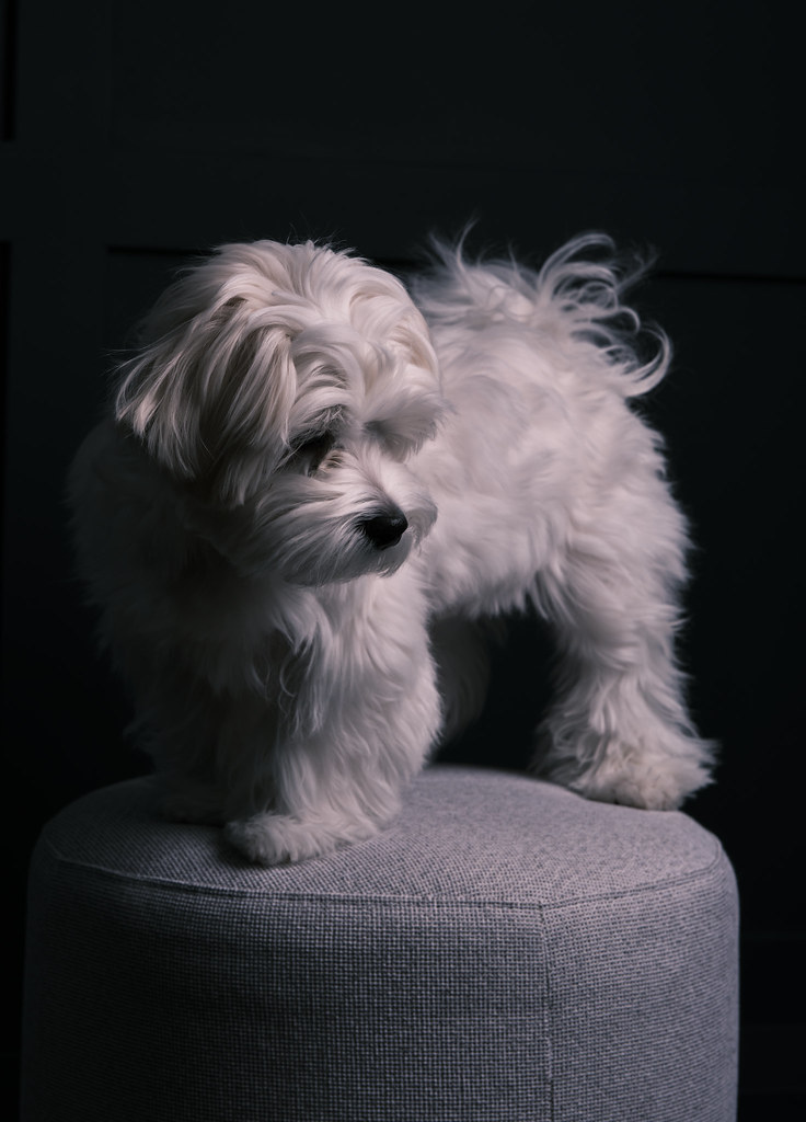 Yoshi Maltese Dog Standing Portrait