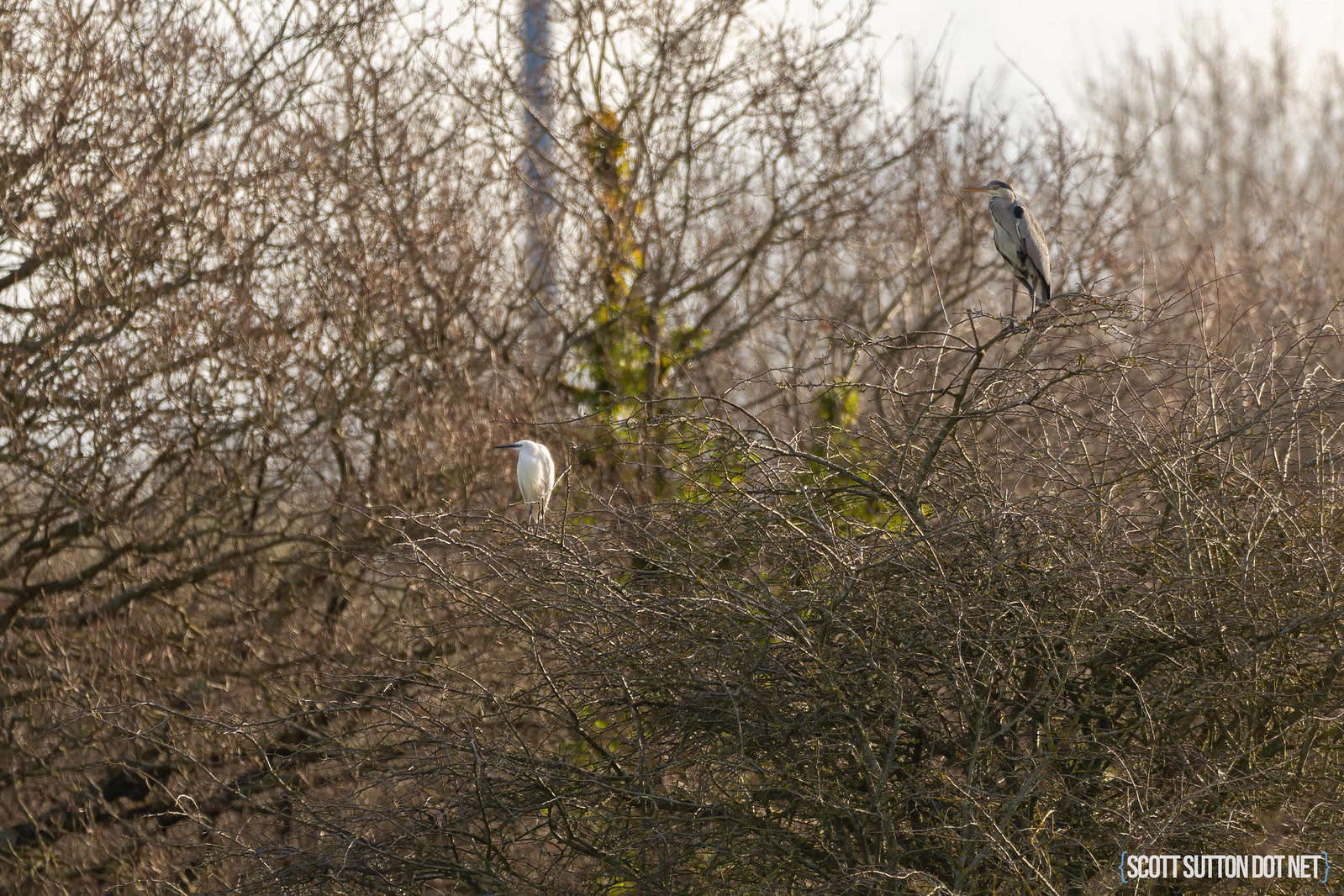 Little Egret and Heron in the trees