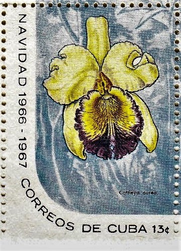 Cattleya aurea
