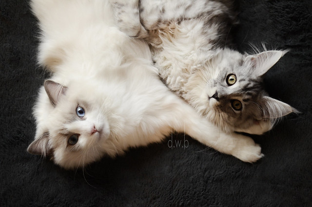 Ragdoll and Maine coon ‪❥‬